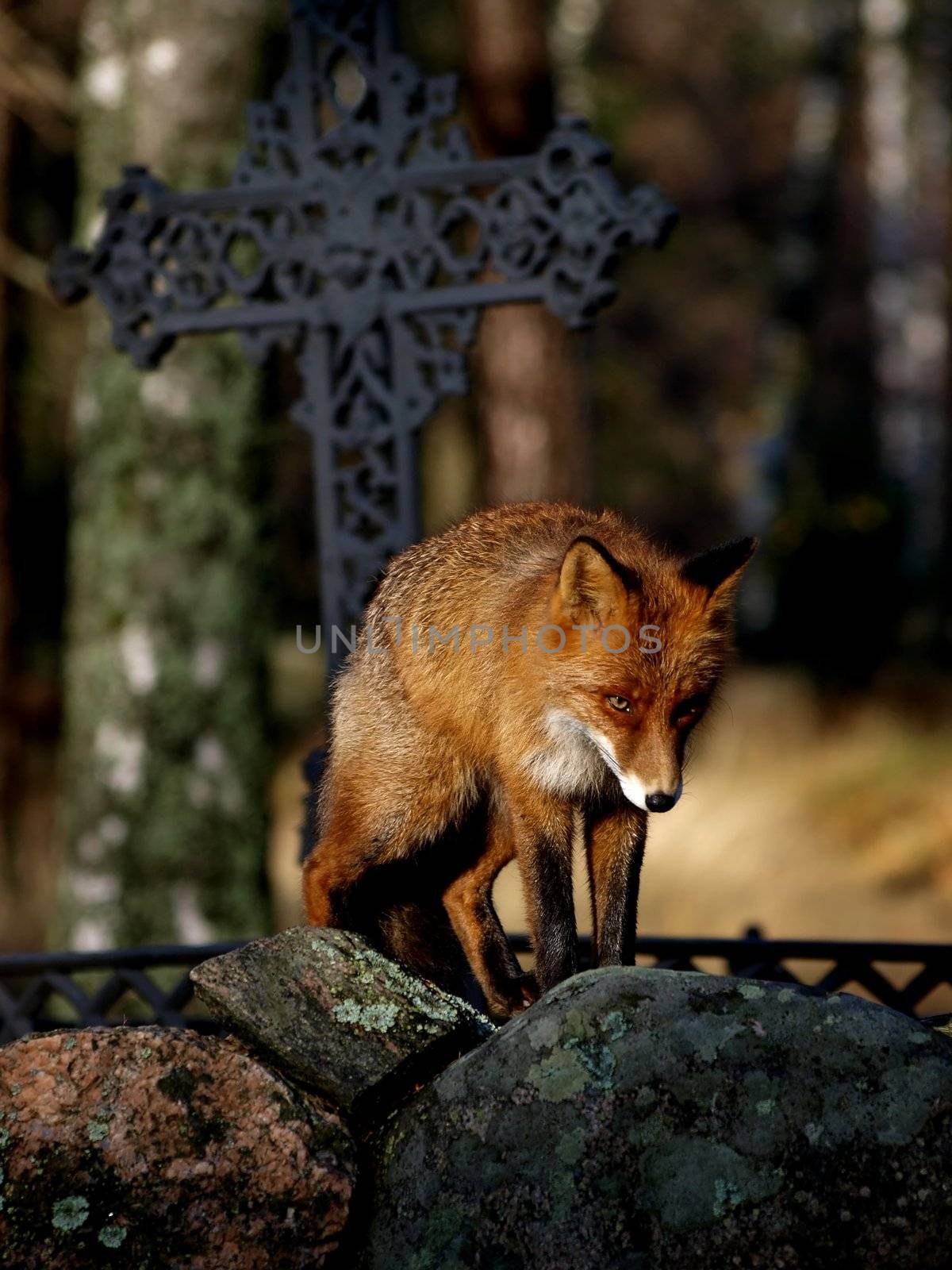 Red Fox Vulpes vulpes by dotweb
