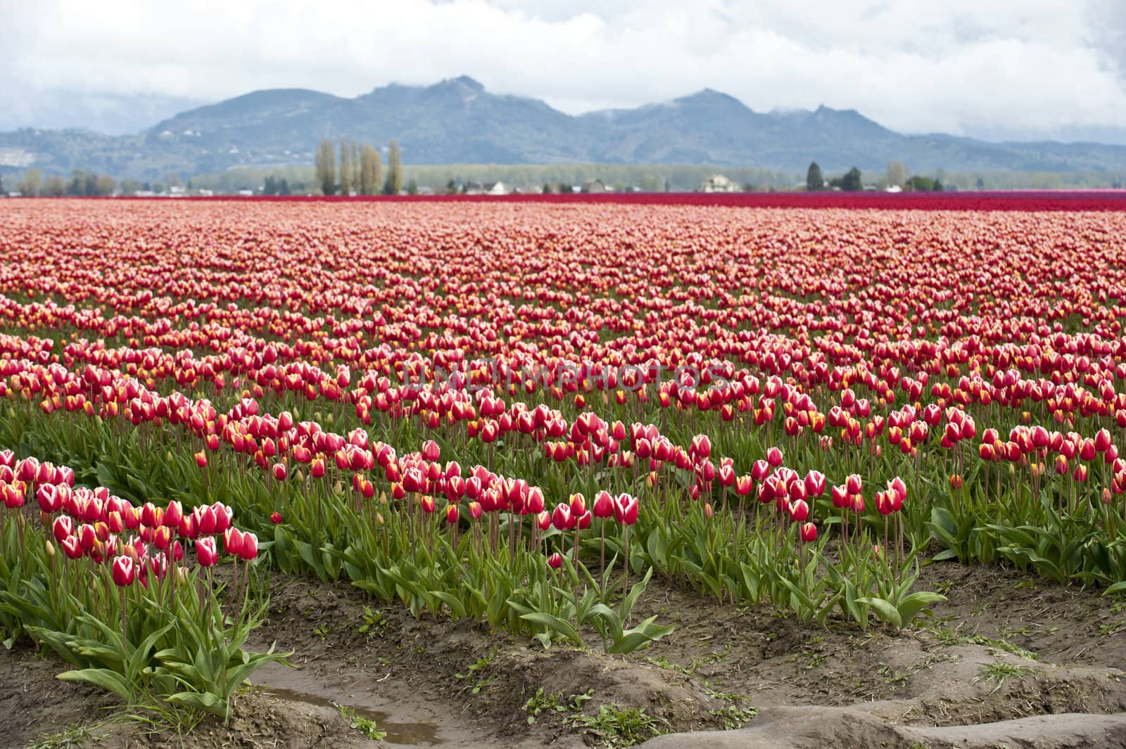 Tulip field, Skagit Valley, Wa, USA by rongreer