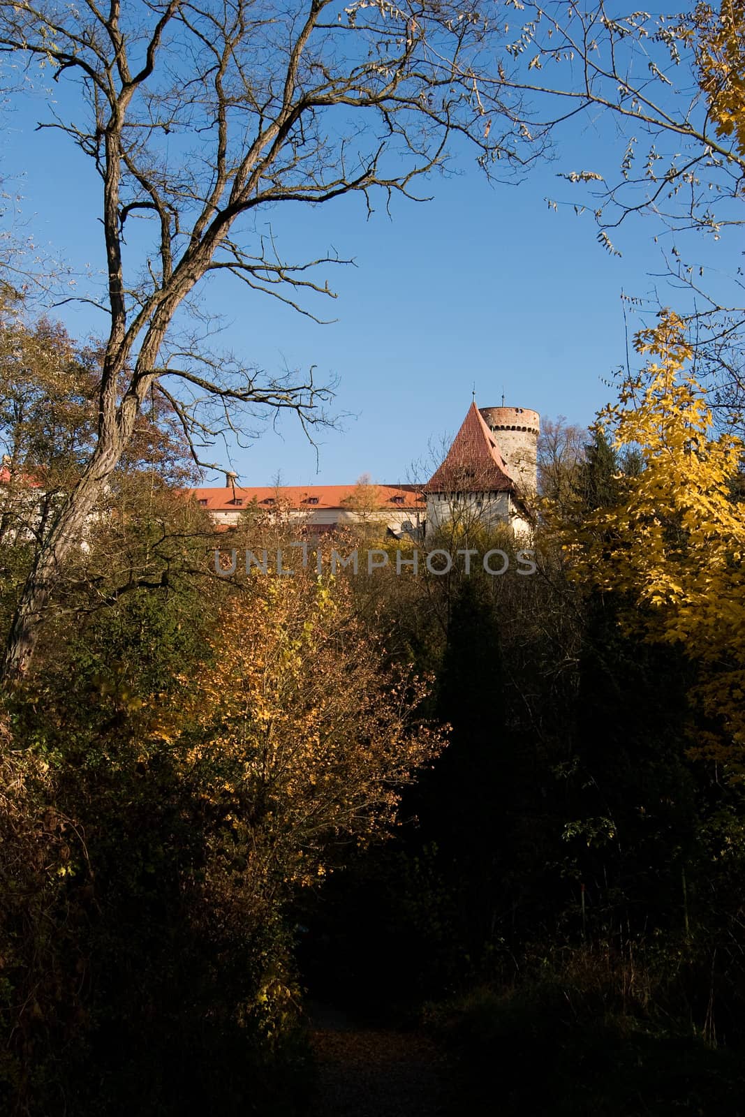 A golden forest in the fall