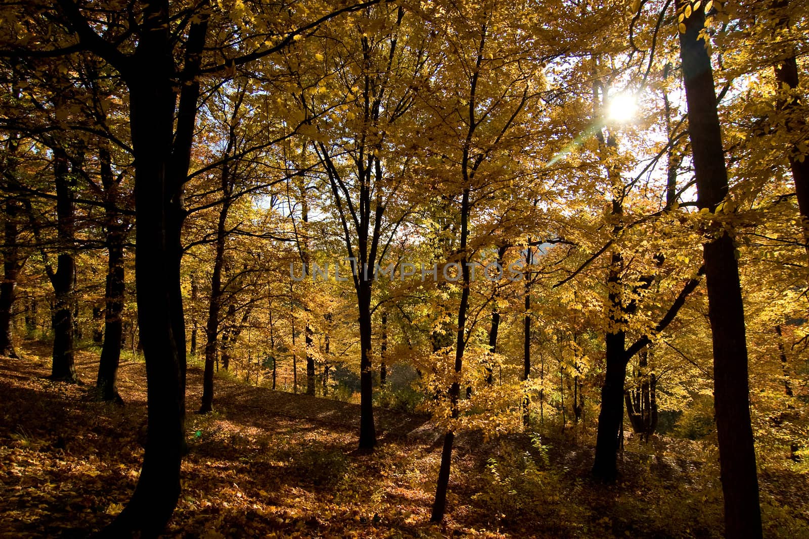 A golden forest in the fall