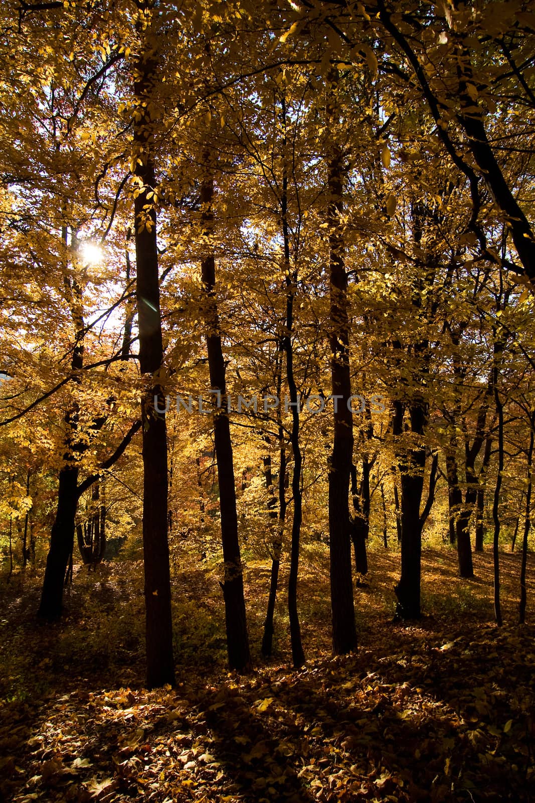 A golden forest in the fall