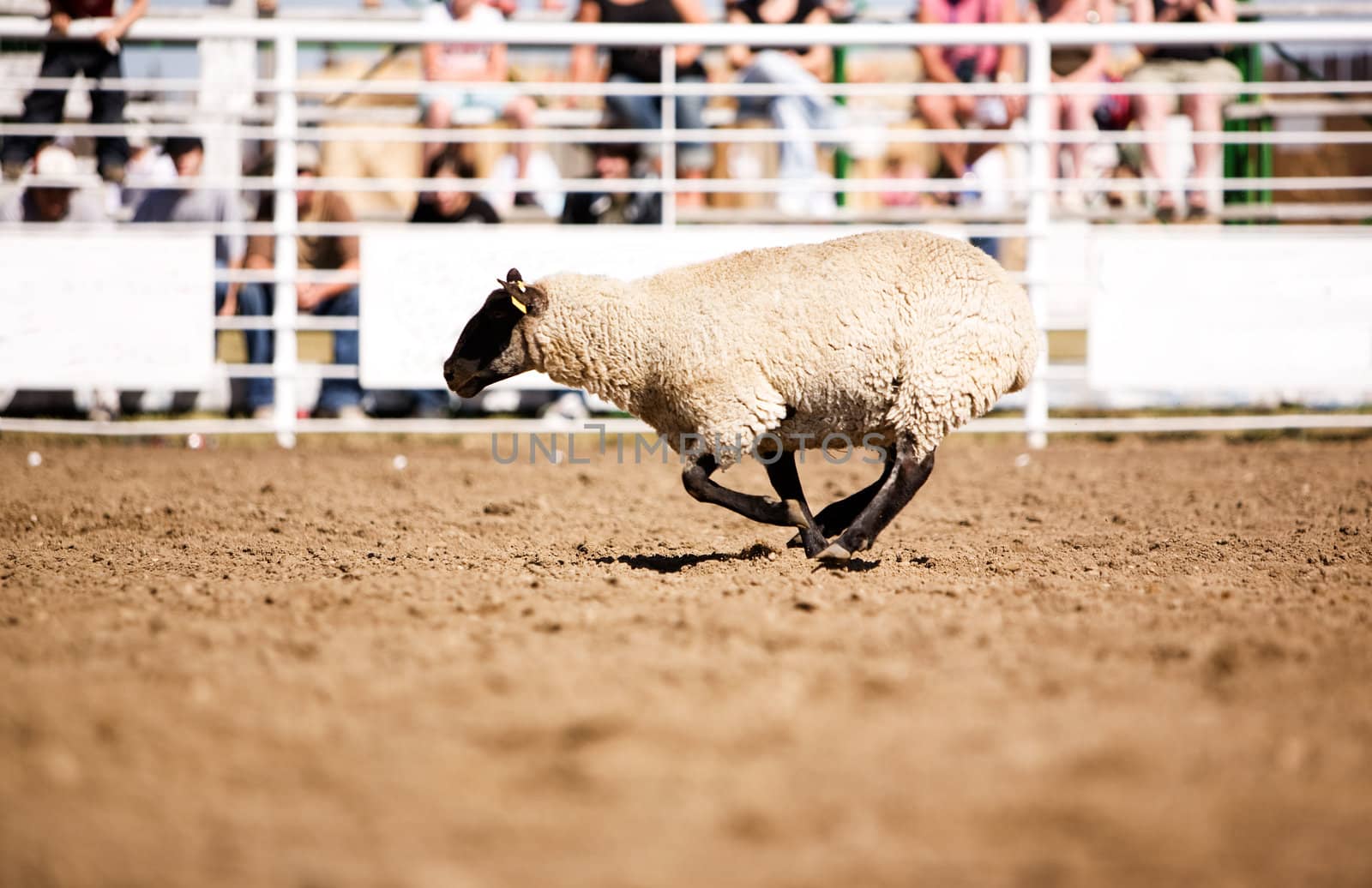 Running Sheep by leaf