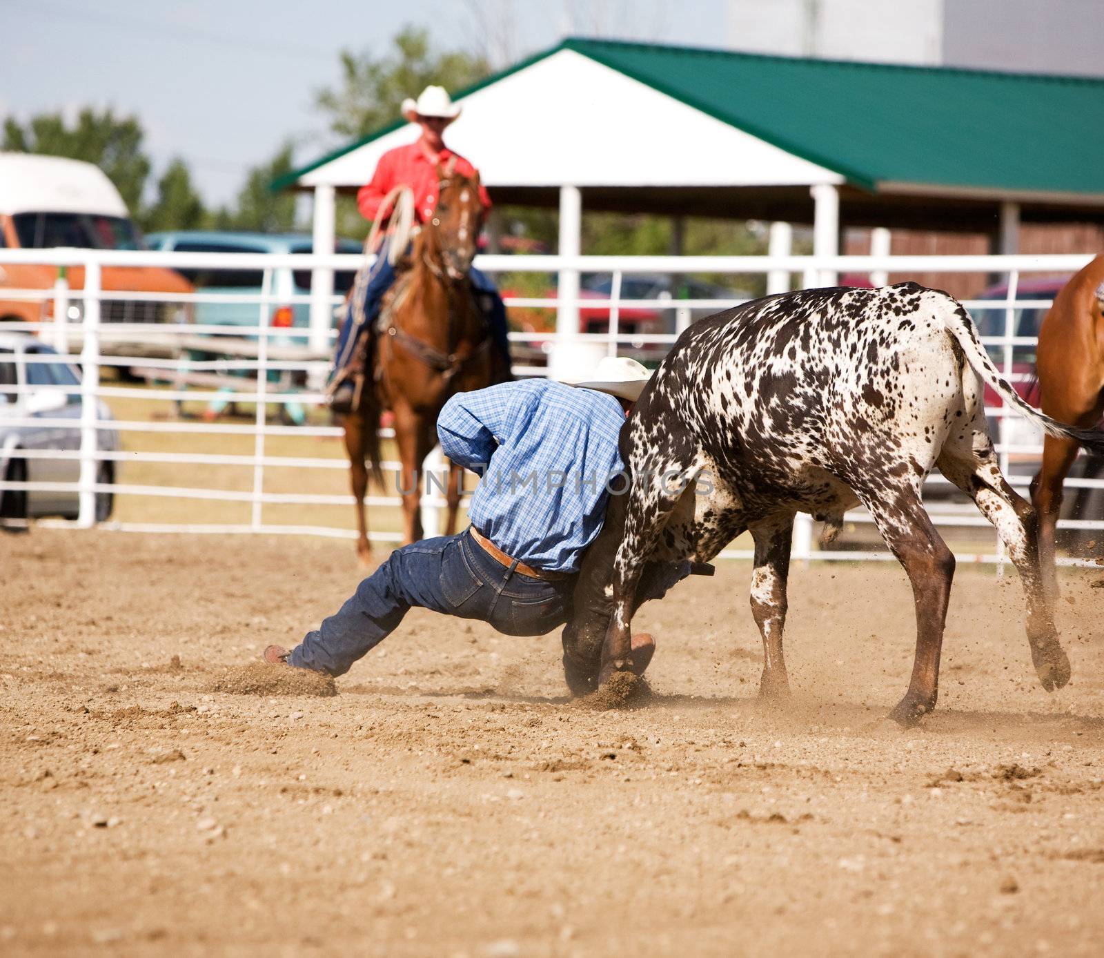 Steer Wrestling by leaf