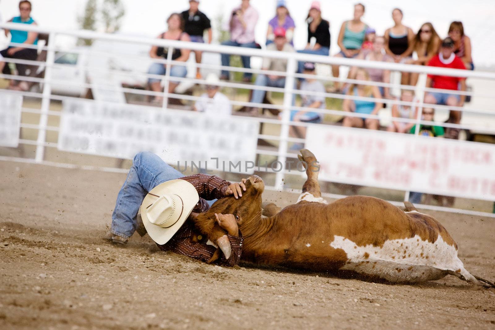 Steer wrestling at a local small town rodeo