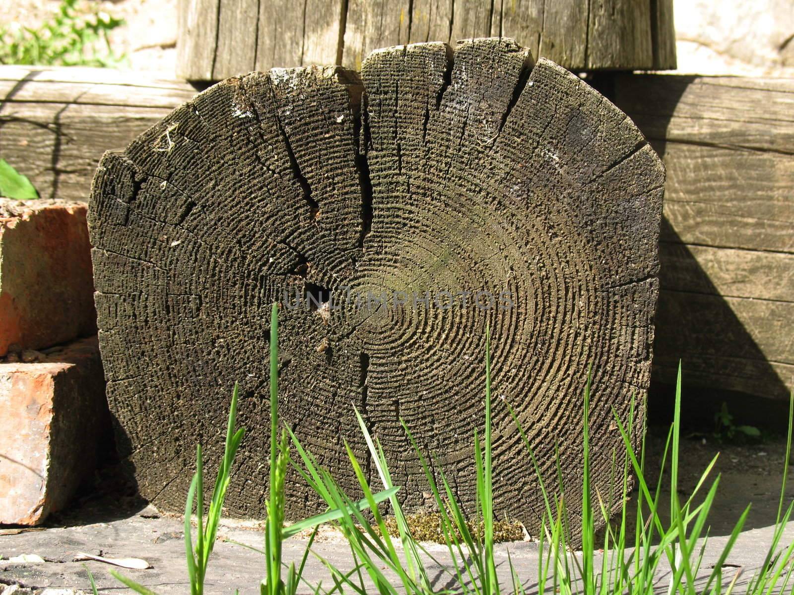 Old log. Wood  background.