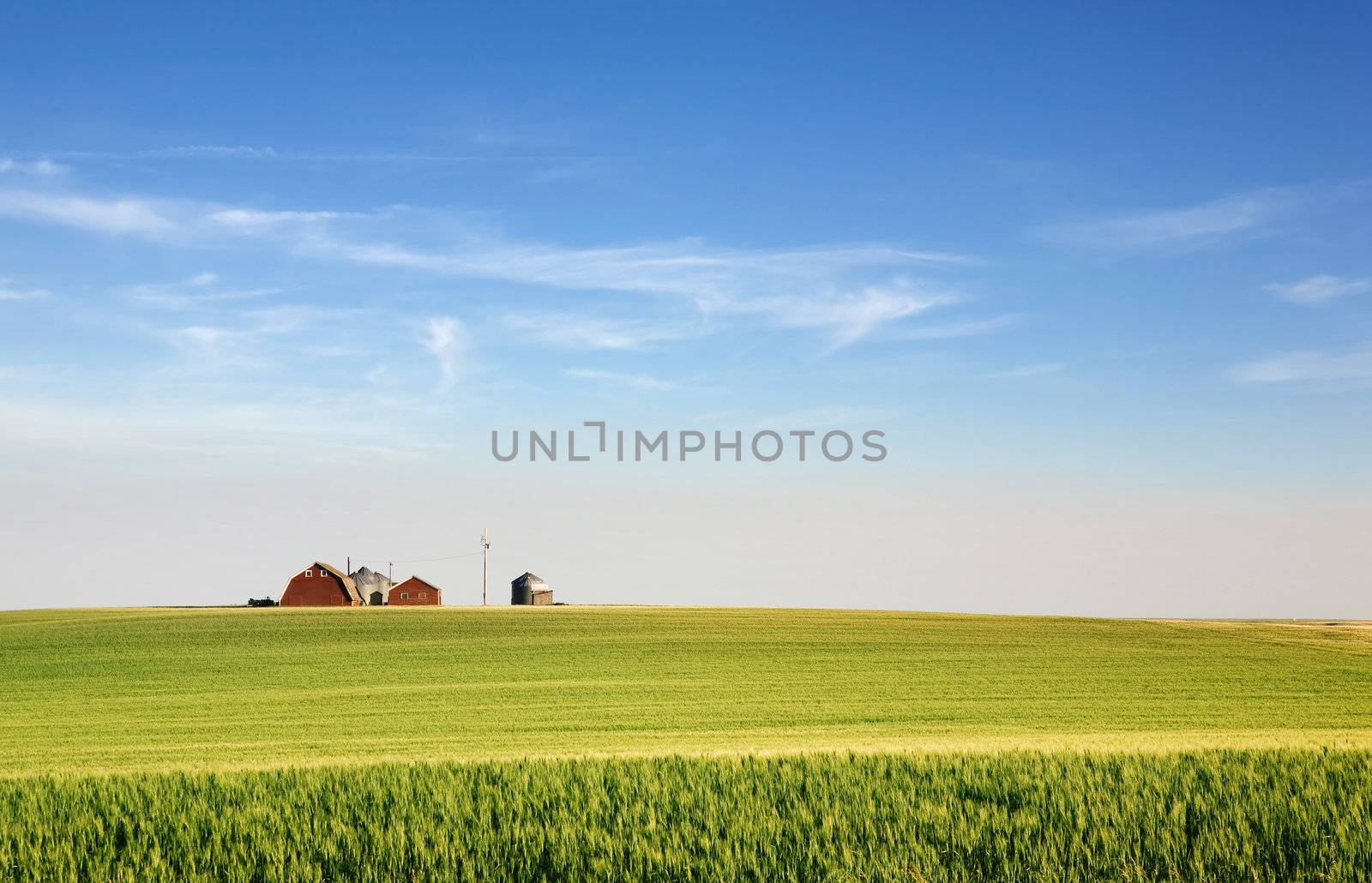 A landscape with wheat and a farm on the horizon