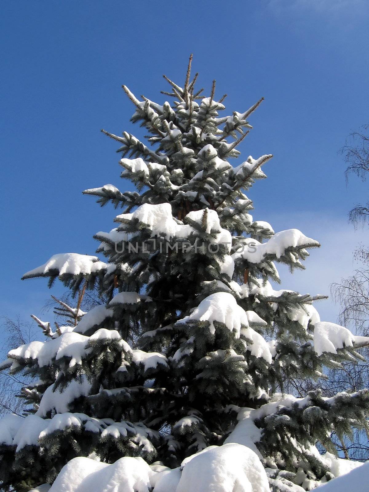 Beautiful spruce with snow on a background of blue sky