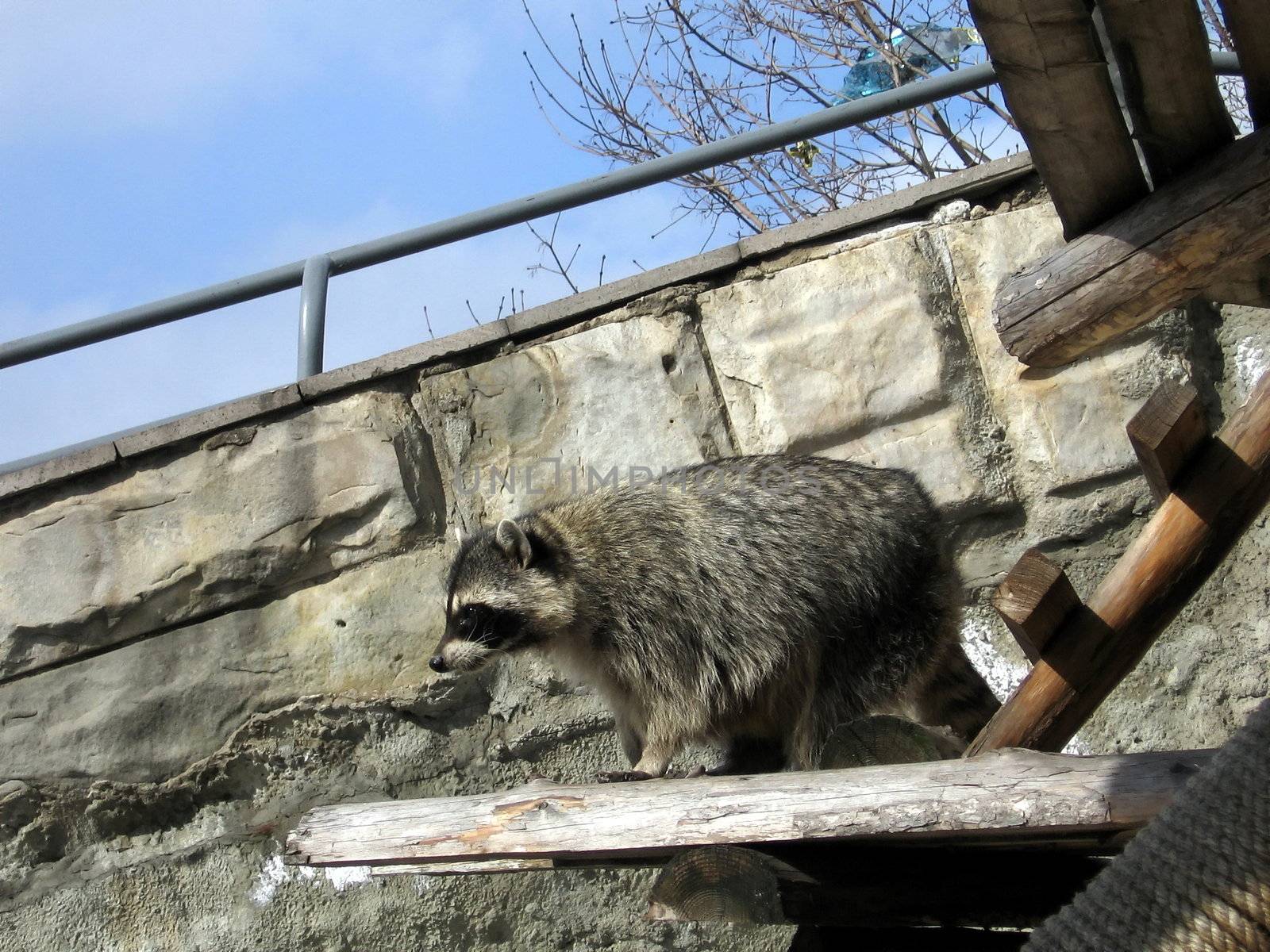 Cute raccoon in Moscow zoo on a wall background