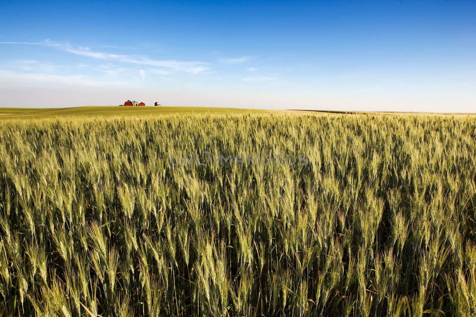 Prairie Farmland by leaf