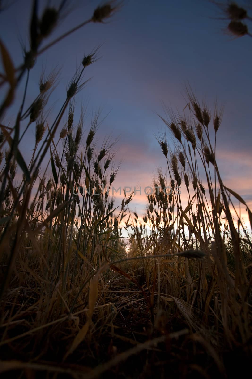 A sunset in a what field.