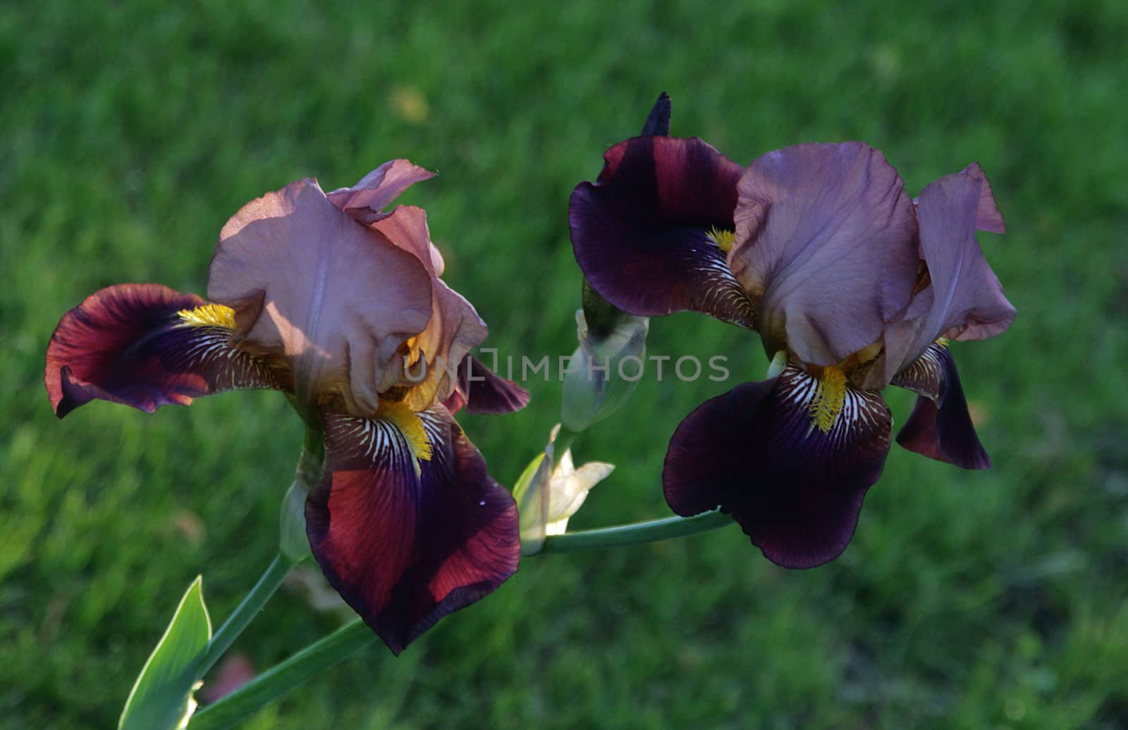 photographed flowers in the garden and home