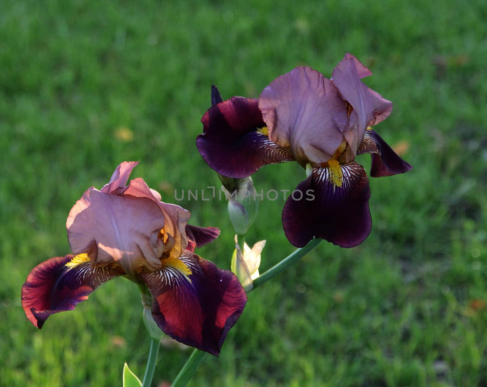 photographed flowers in the garden and home