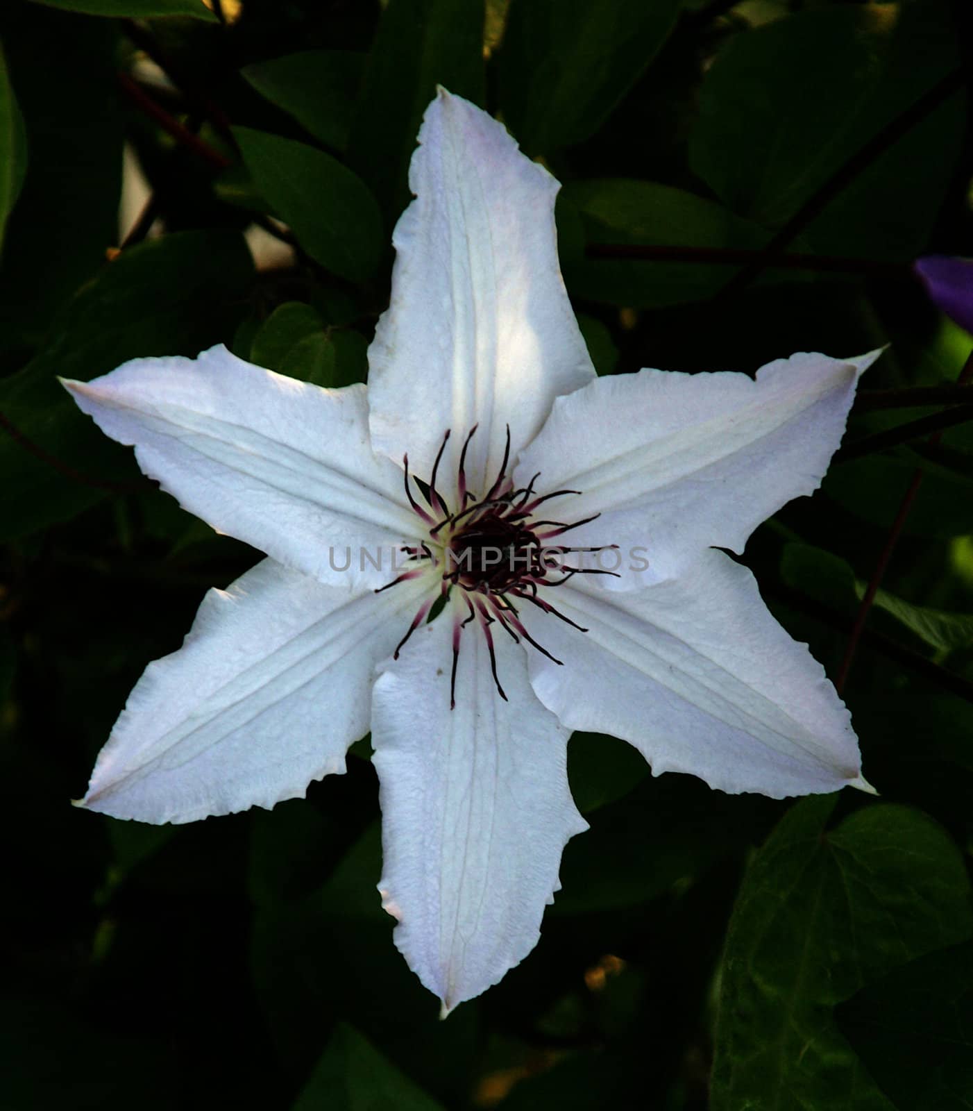 photographed flowers in the garden and home