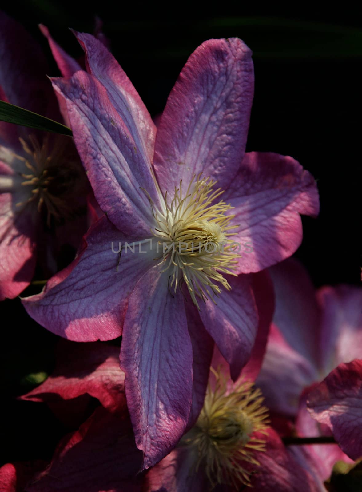 photographed flowers in the garden and home