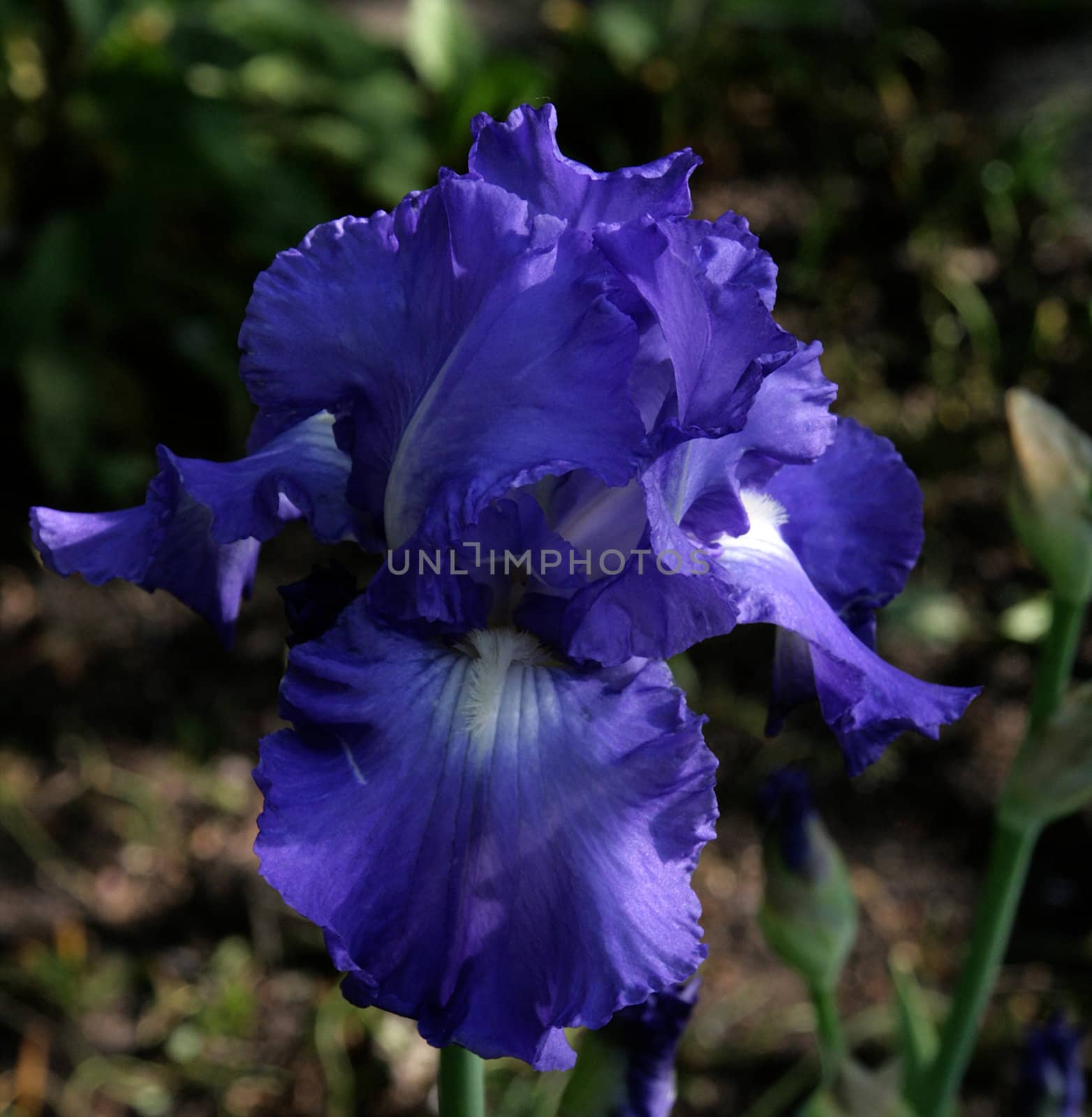 photographed flowers in the garden and home