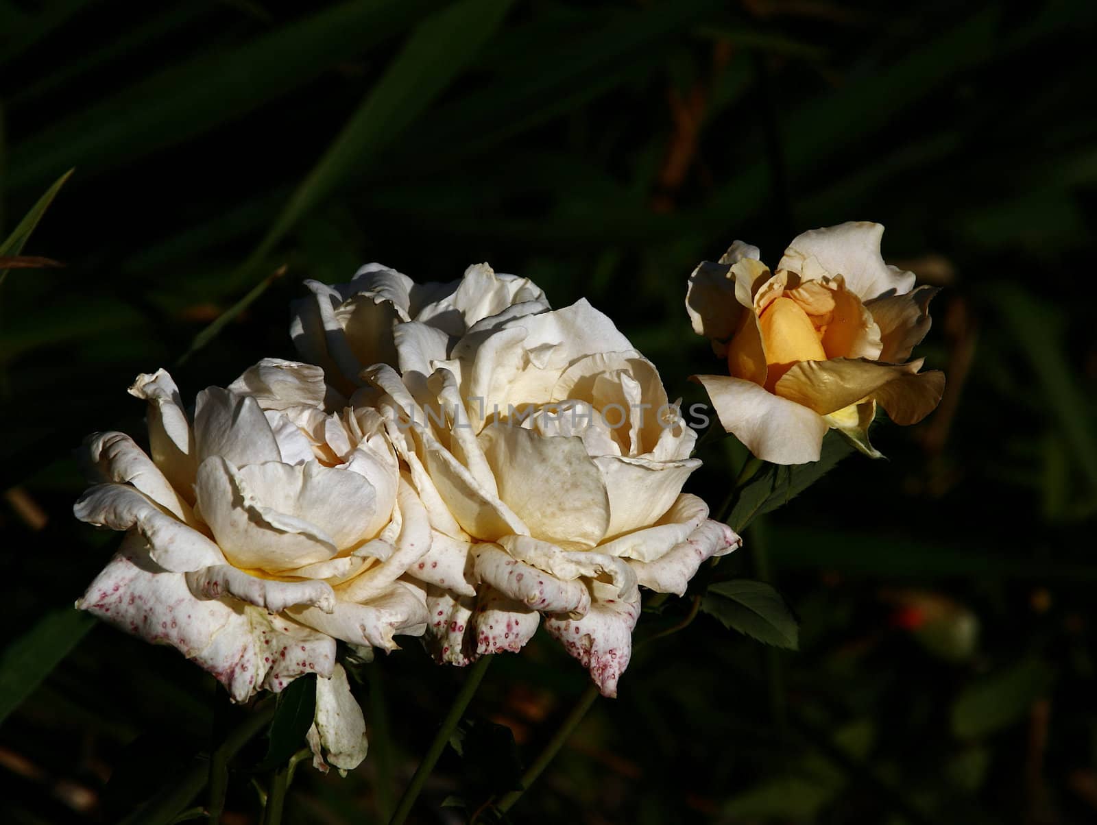 photographed flowers in the garden and home