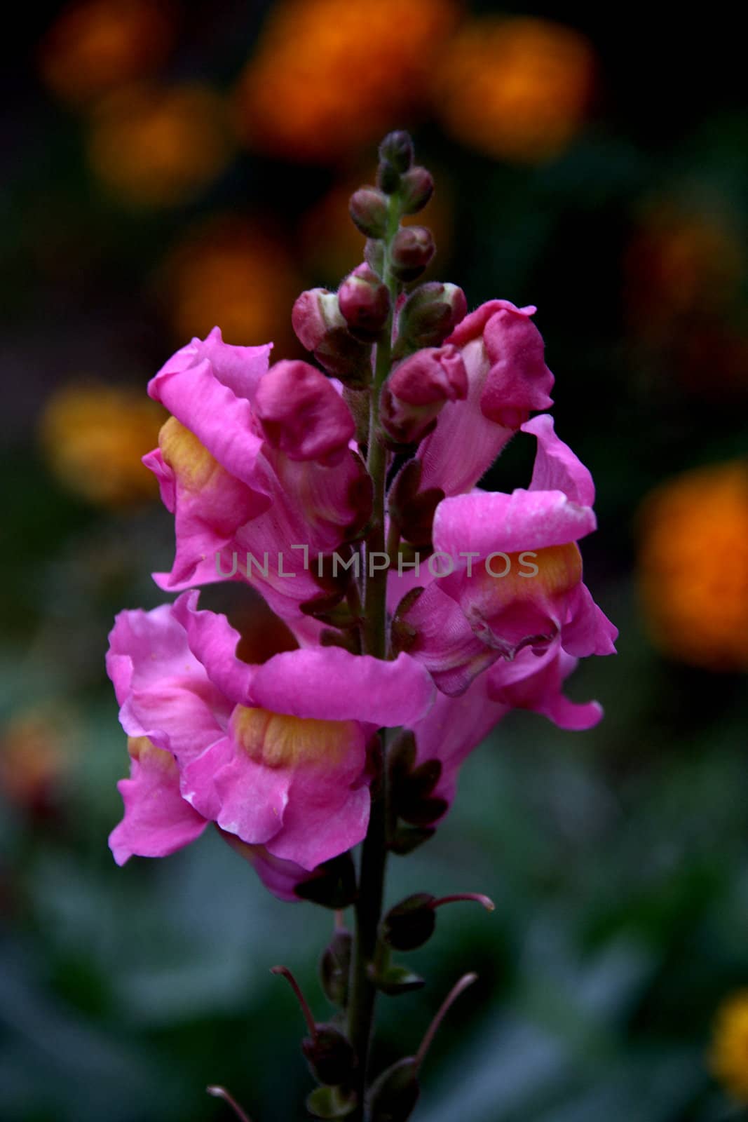 photographed flowers in the garden and home