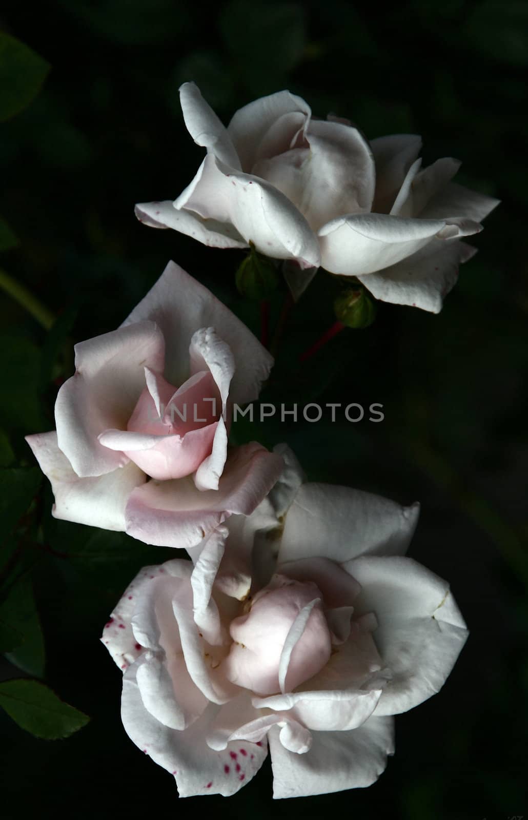 photographed flowers in the garden and home