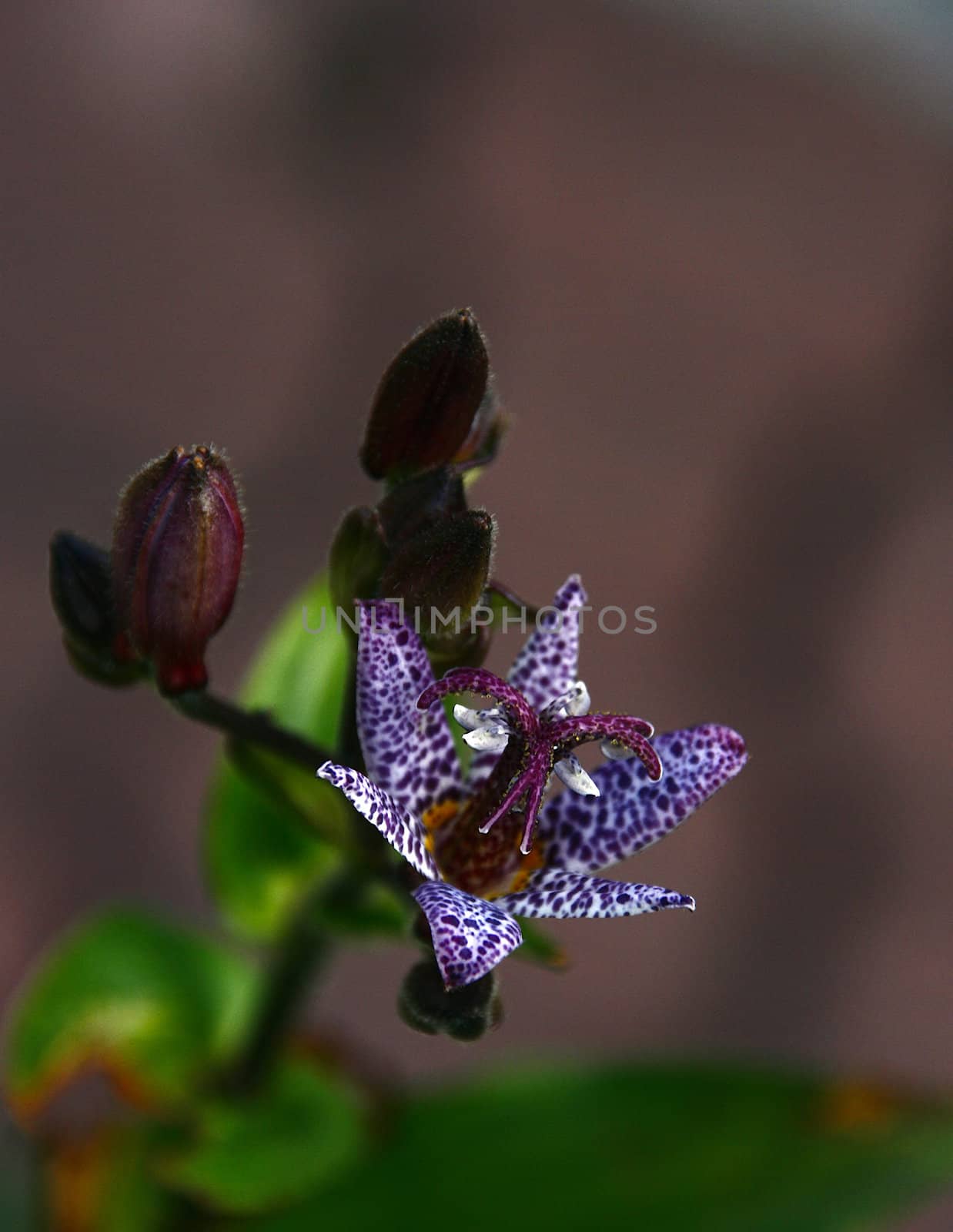 photographed flowers in the garden and home