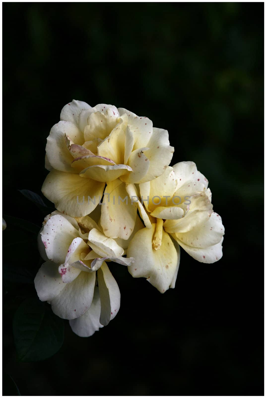 photographed flowers in the garden and home