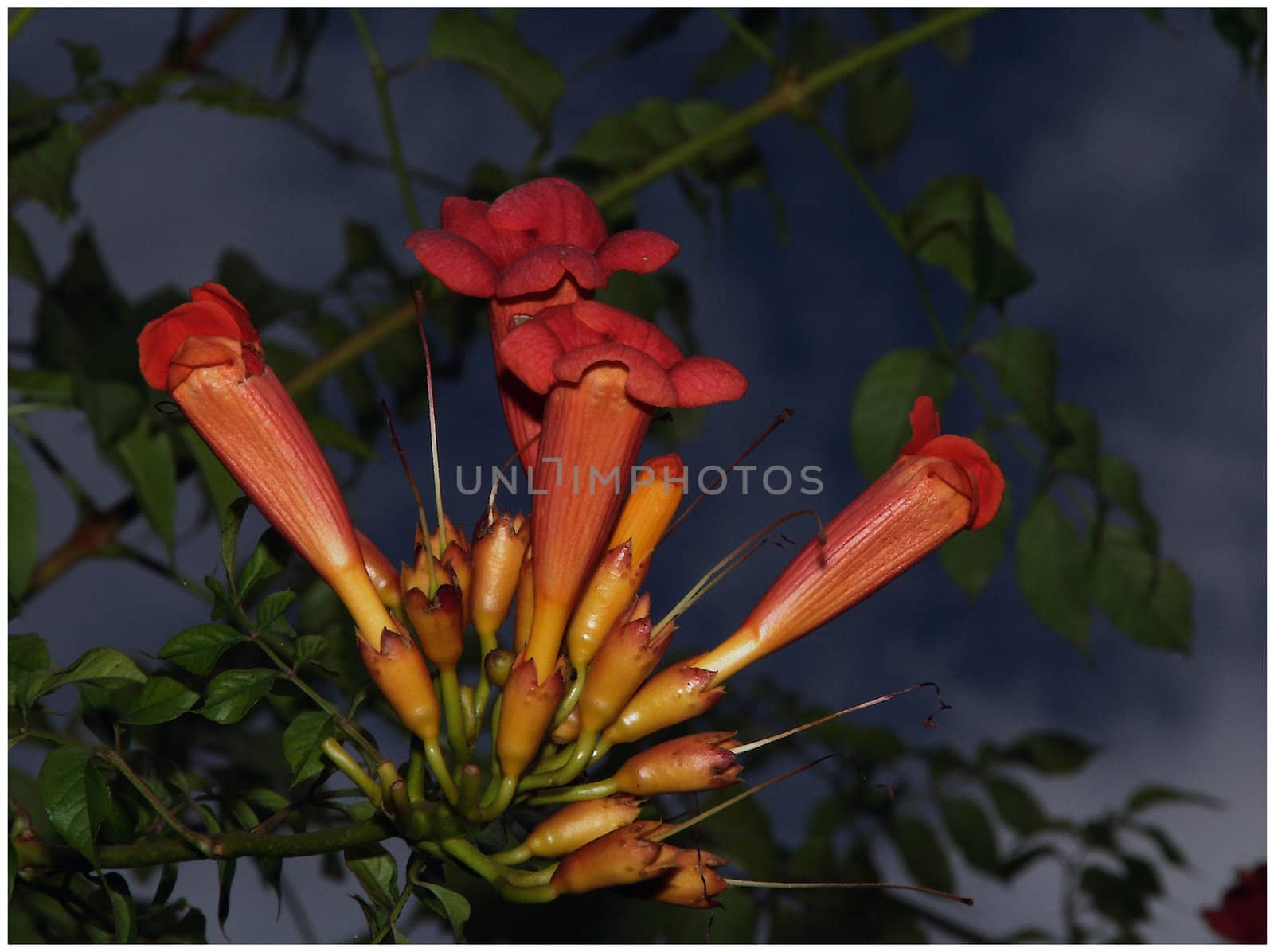 photographed flowers in the garden and home