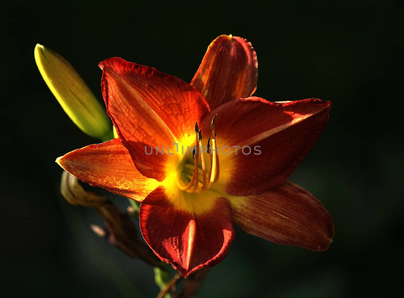 
photographed flowers in the garden and home