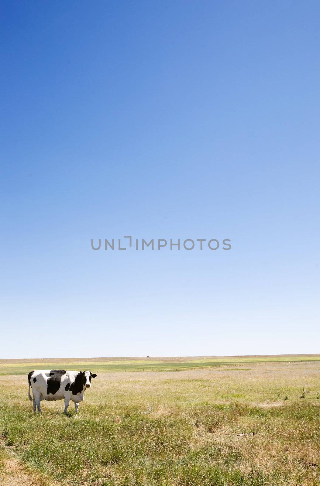 A cow standing dumbfounded on the prairies with large copy space in the sky and grass