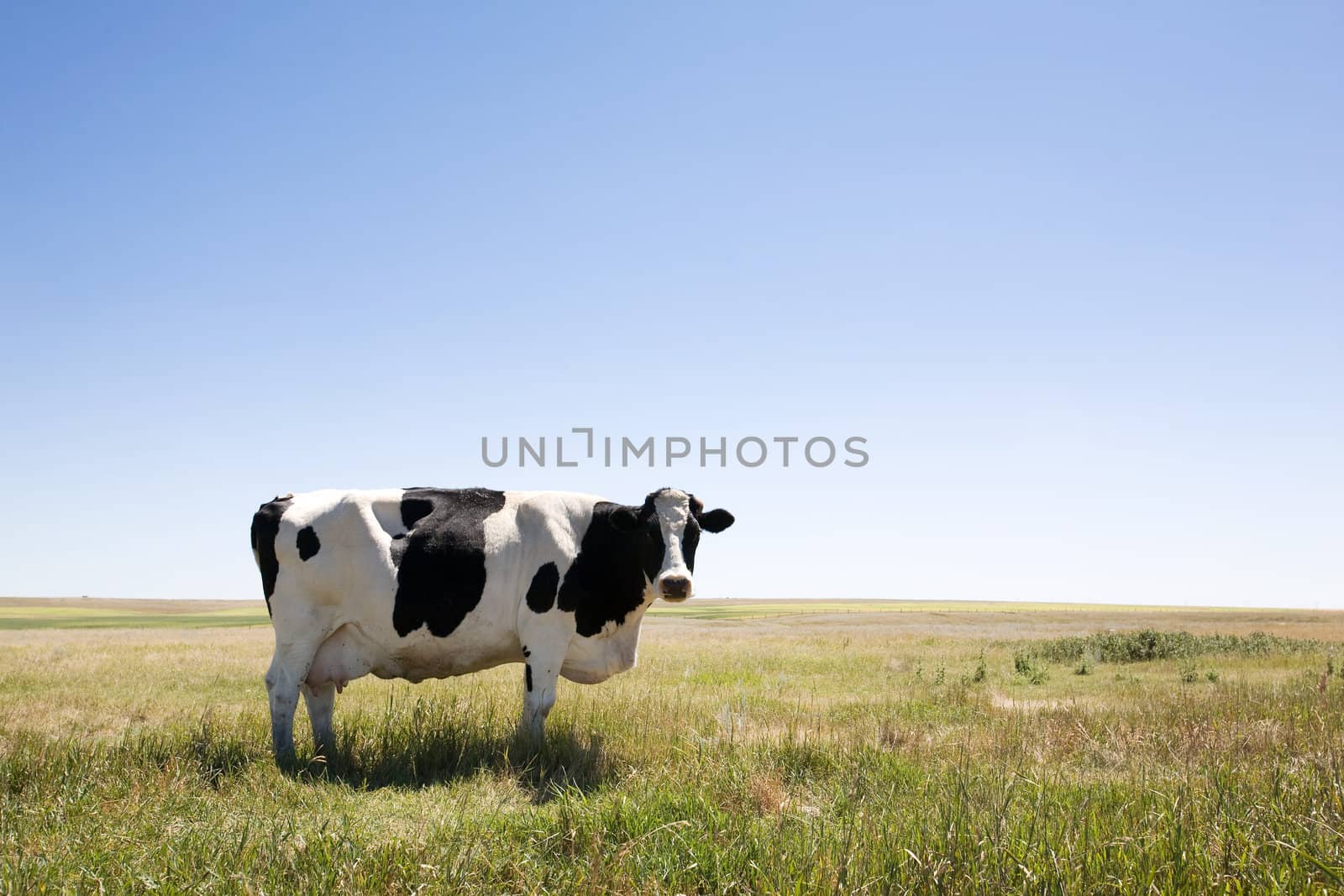 A cow standing dumbfounded on the prairies with large copy space in the sky and grass