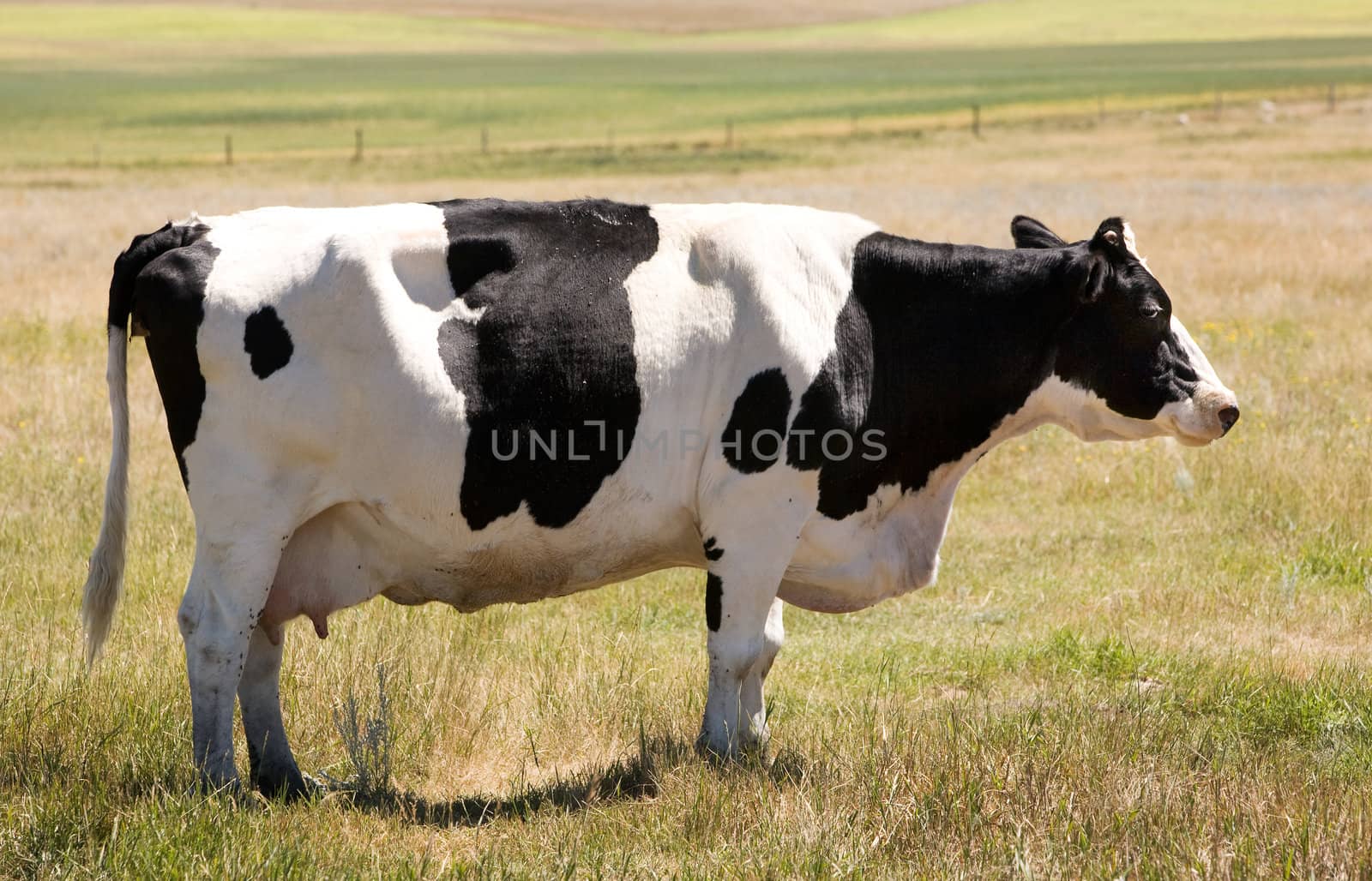 A holstein cow standing calmly in the grass looking at the camera with a sly look :)