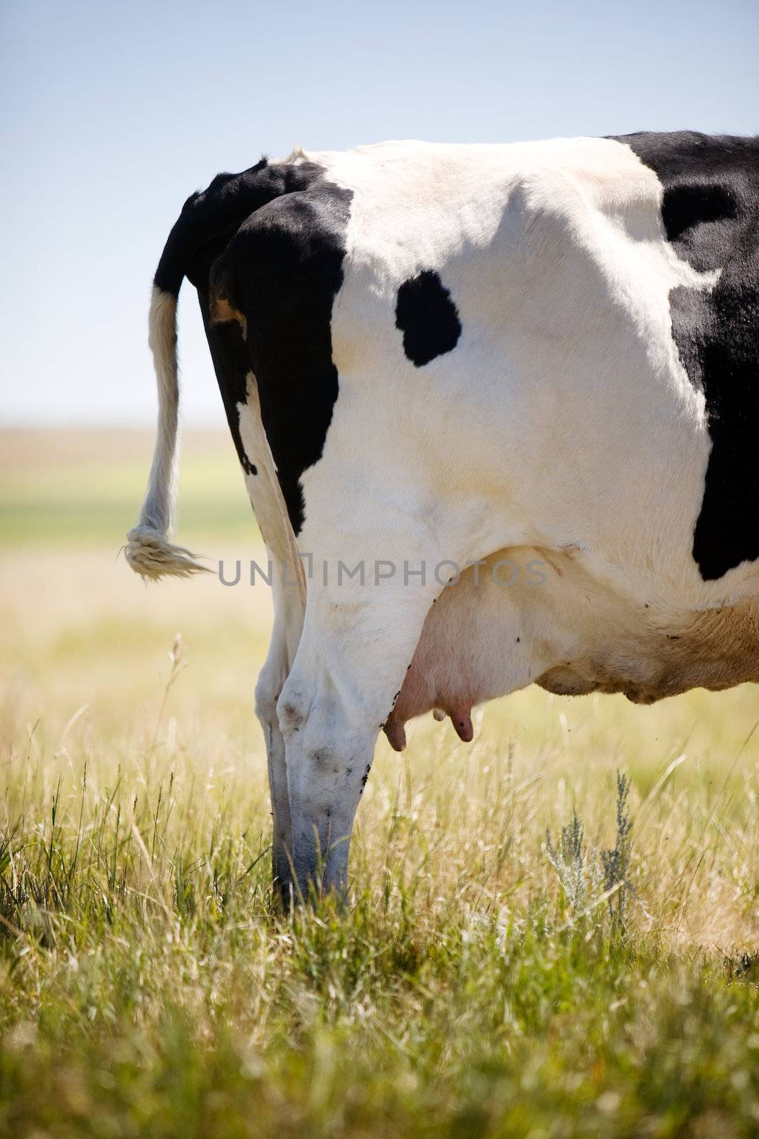 A cow standing in grass swatting flies with it's tail.