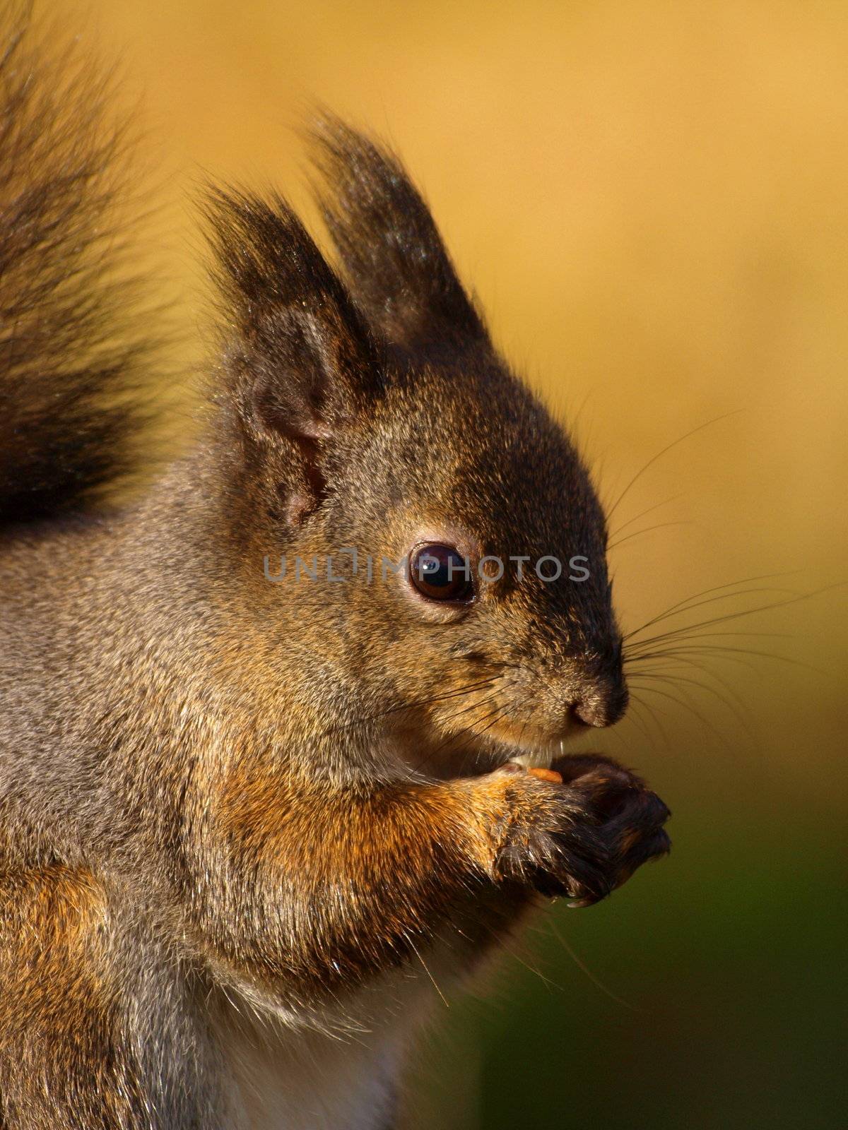 Red squirrel by dotweb