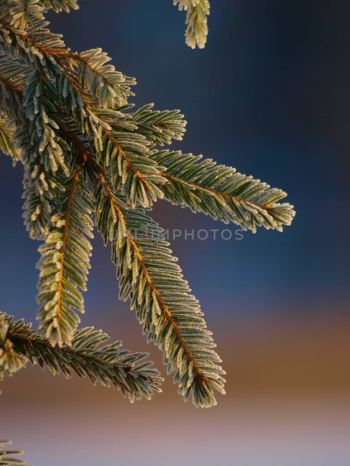 spruce branch by dotweb