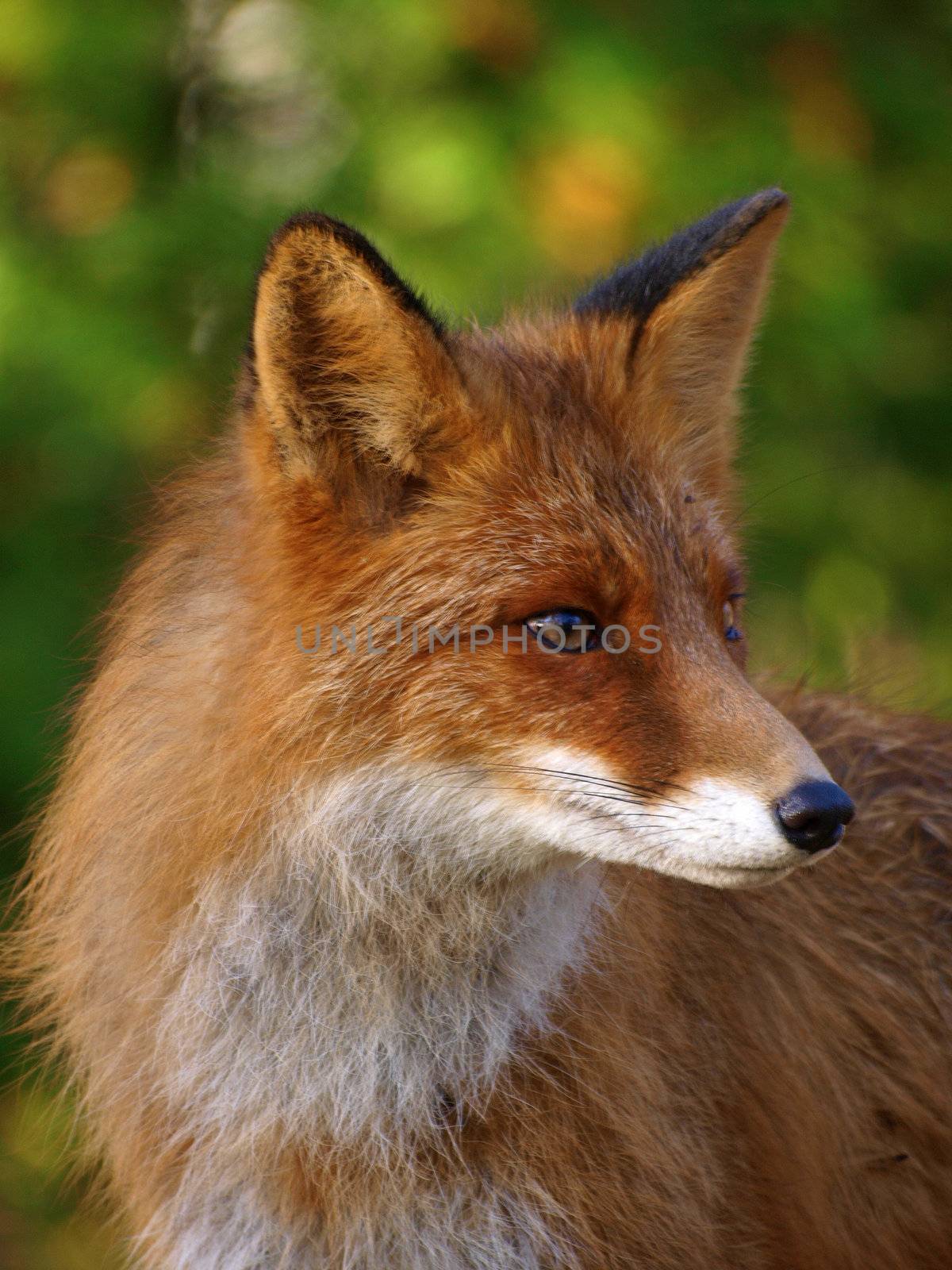 Red Fox by dotweb