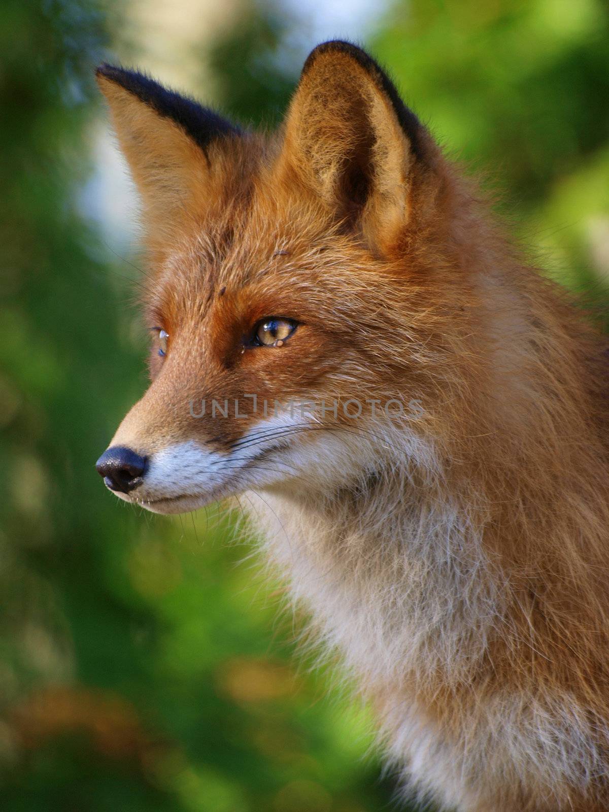 Red Fox by dotweb