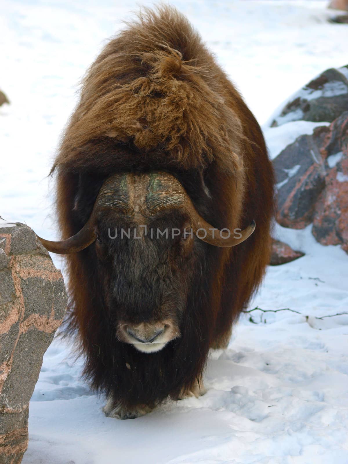 musk ox by dotweb