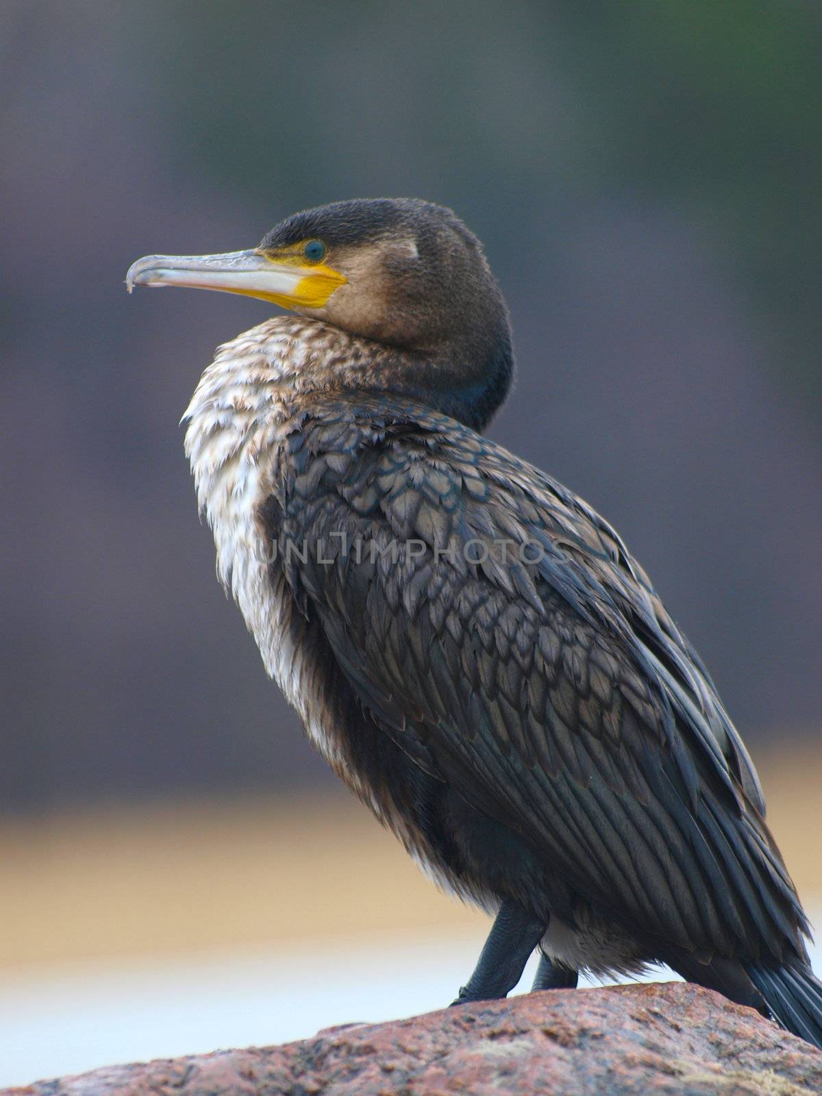 cormorant by dotweb