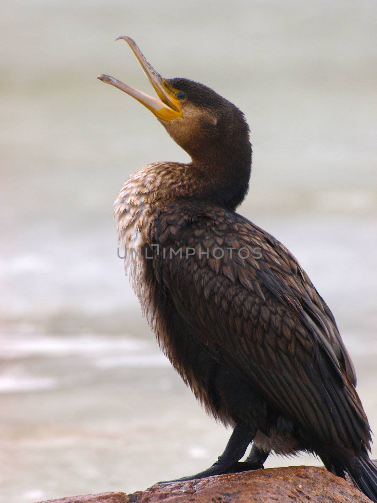 cormorant by dotweb