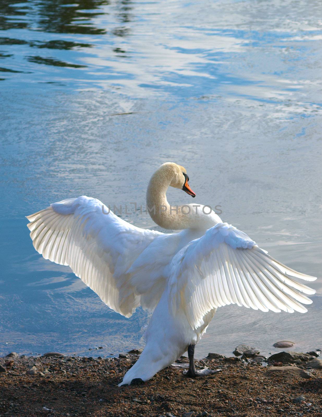Swan by dotweb