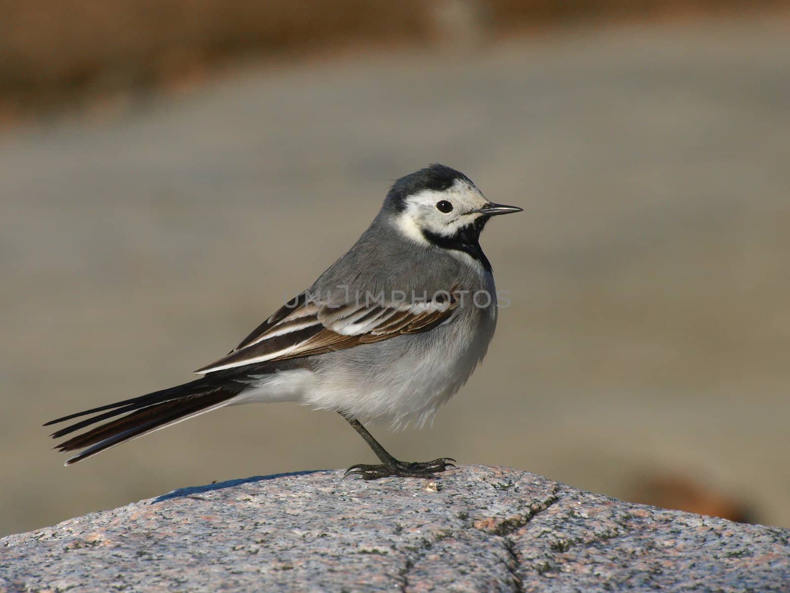 White Wagtail by dotweb