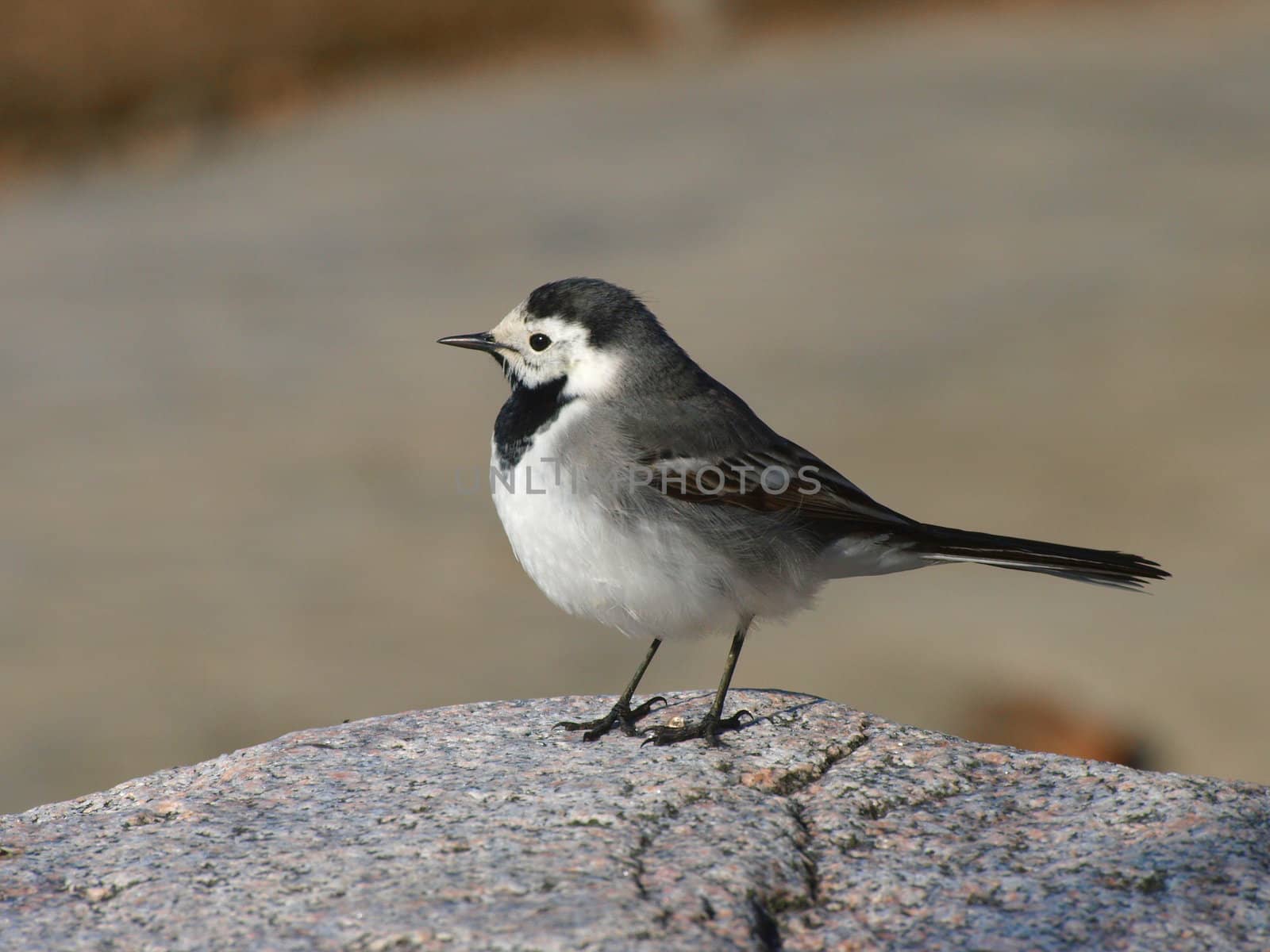 White Wagtail by dotweb