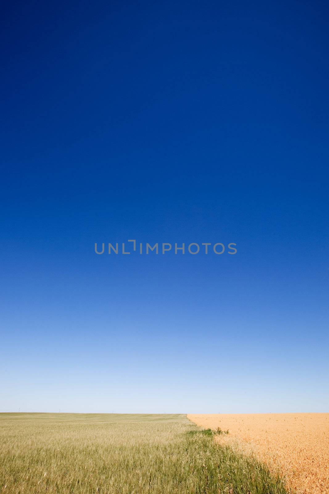 A wheat field contrasted against a pea field with a flat prairie horizon