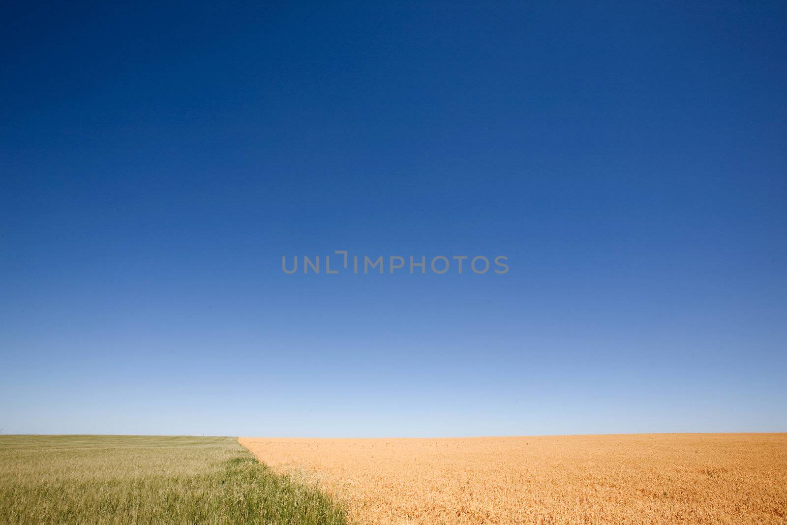 A wheat field contrasted against a pea field with a flat prairie horizon