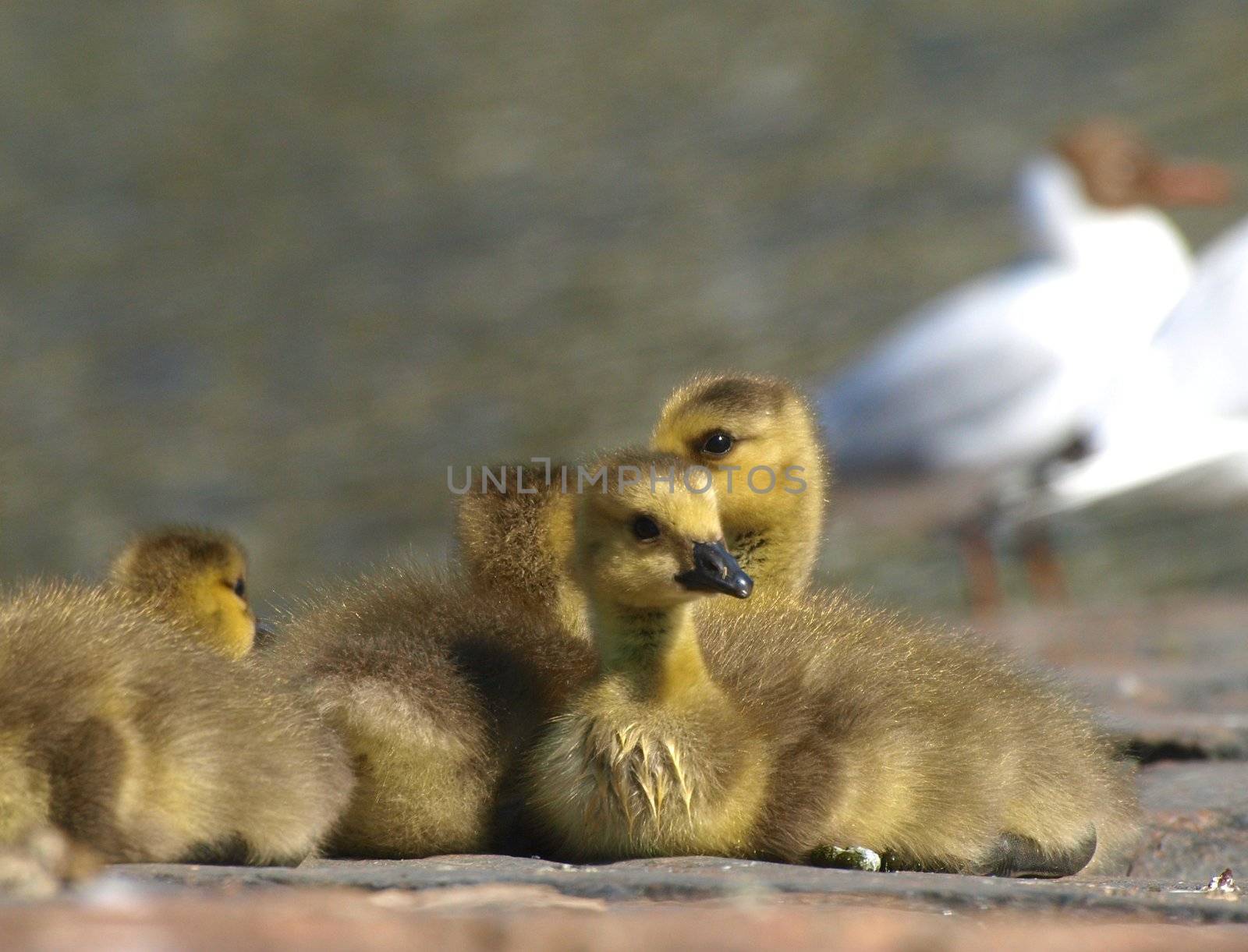 Barnacle Goose by dotweb