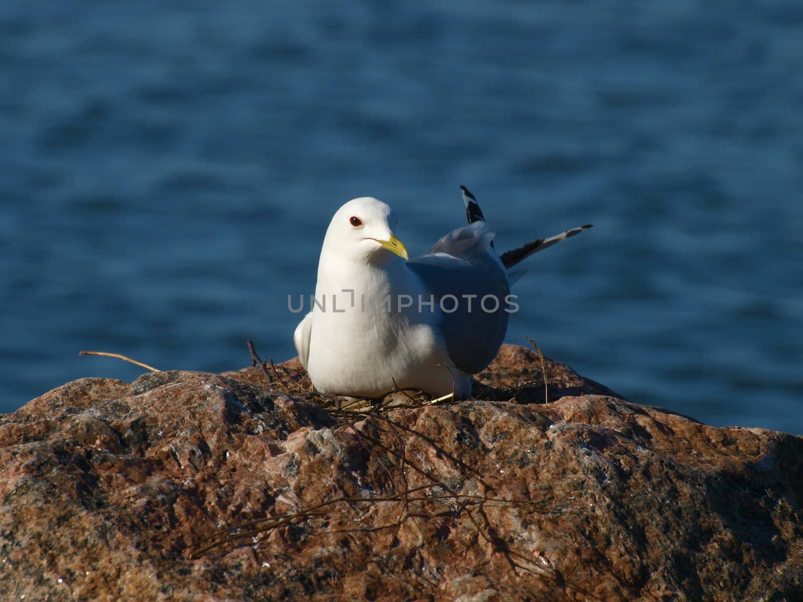 Seagull by dotweb