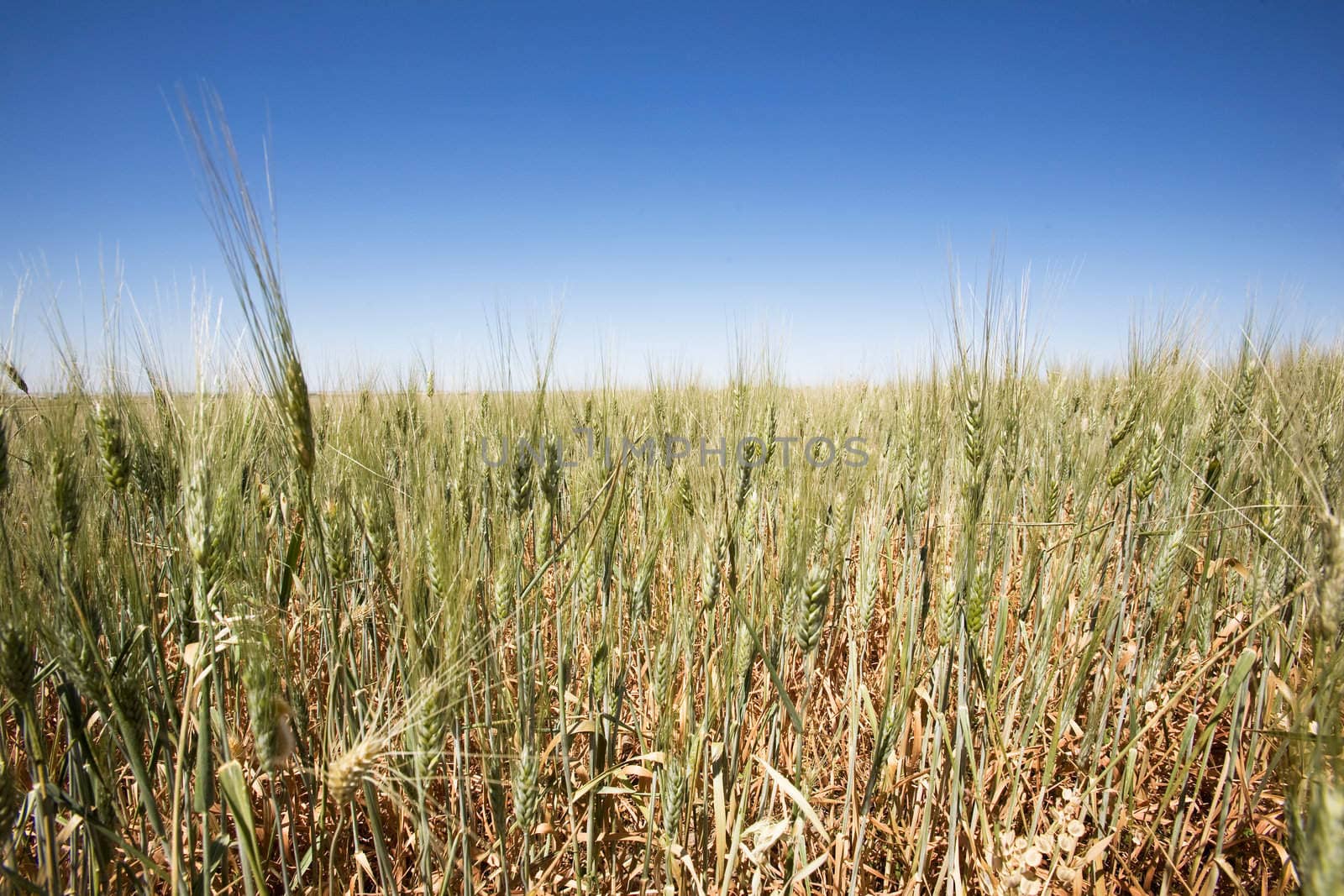 Wheat Field Landscape by leaf