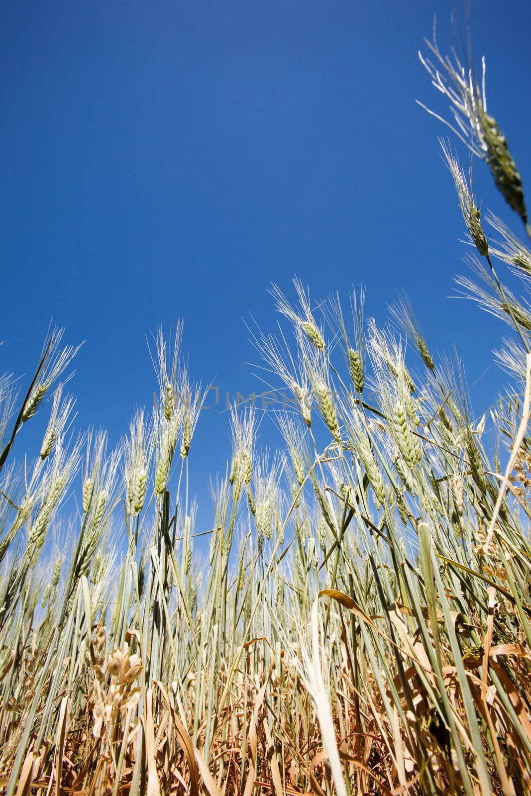 Wheat in a field against a clear blue sky taken from a low vantage point.