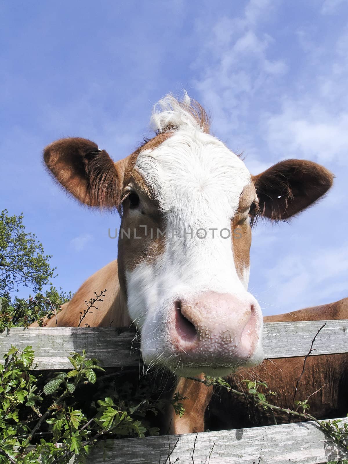 Close up of dairy cow looking over wooden fence