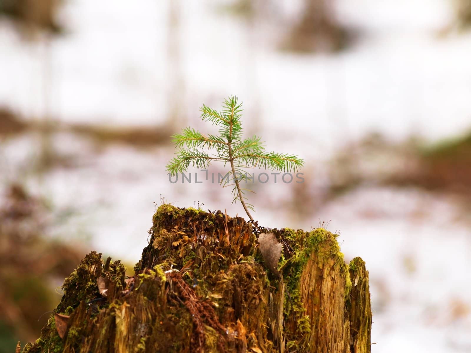 A little spruce tree growing on top of a old rotten stem