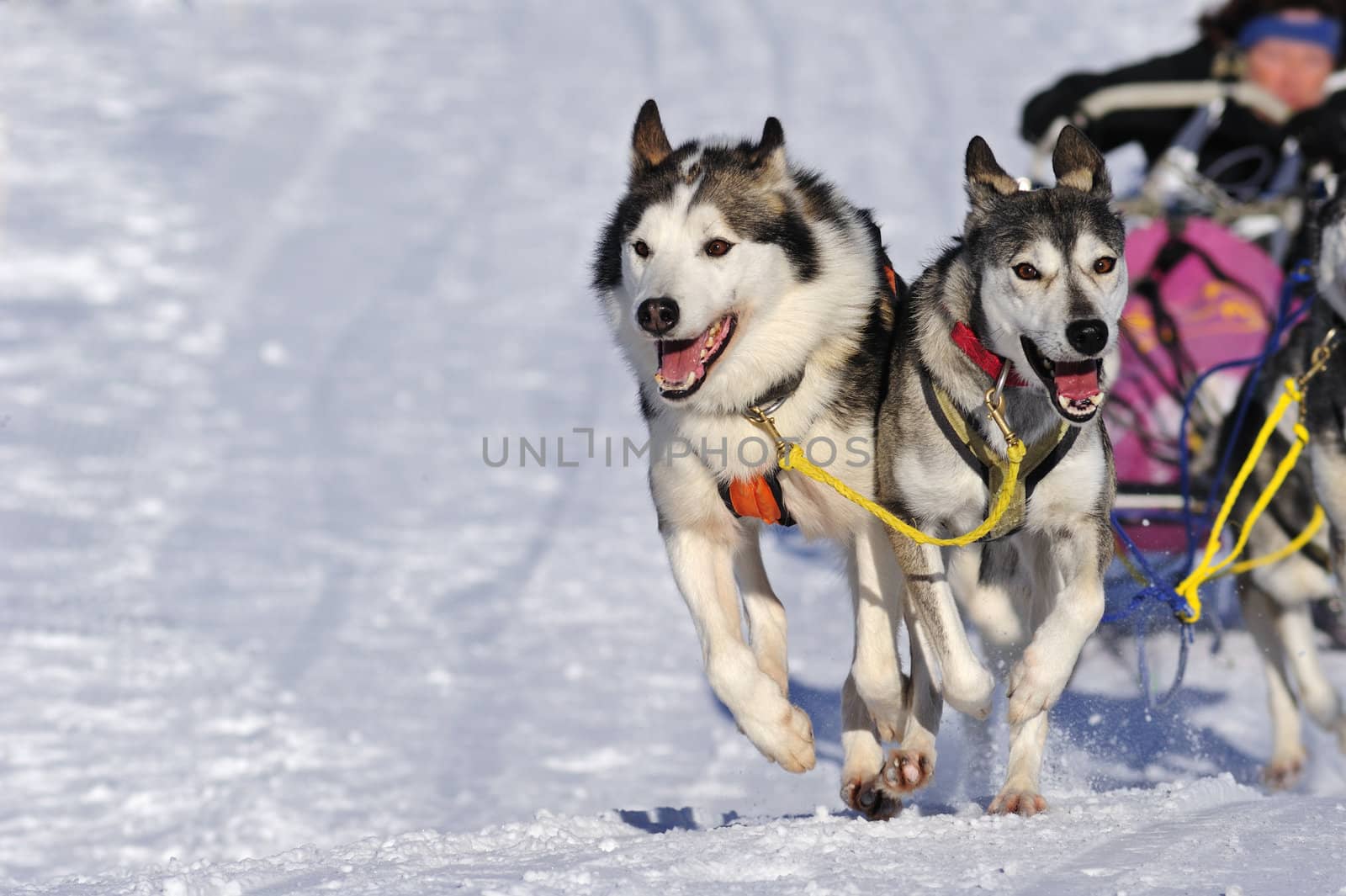 Sled dog team by Bateleur