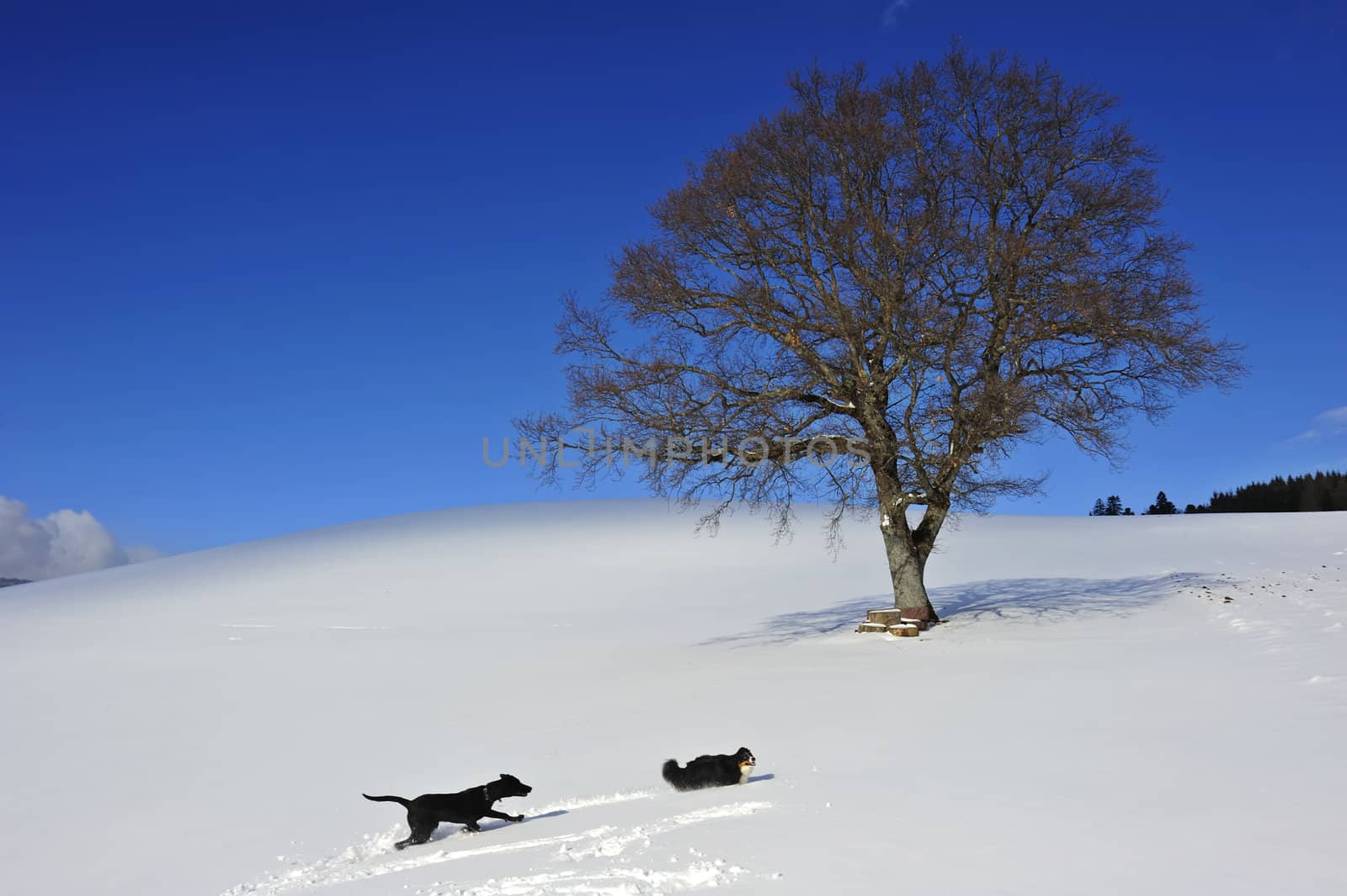 Two dogs playing in the snow beneath a solitary tree. Space for text in the sky.